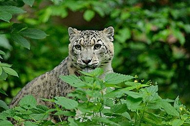 《指环王：重返莫瑞亚》主线时长40小时 剧情结束进入沙盒模式